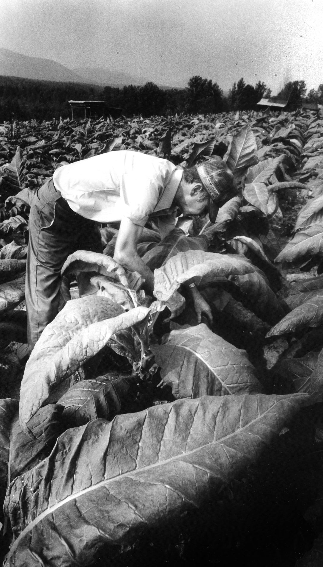 1988-08-08 tobacco.jpg